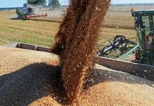 Россия экспортирует сельхозпродукцию в 160 стран мира урожай зерновых