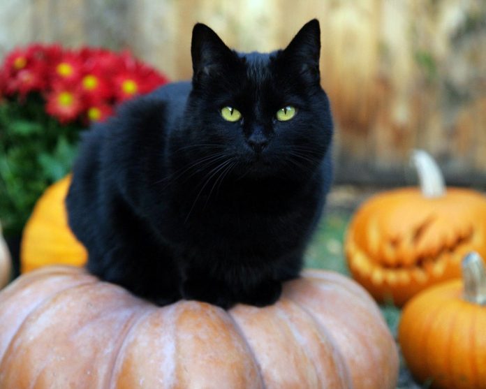 gatto nero
