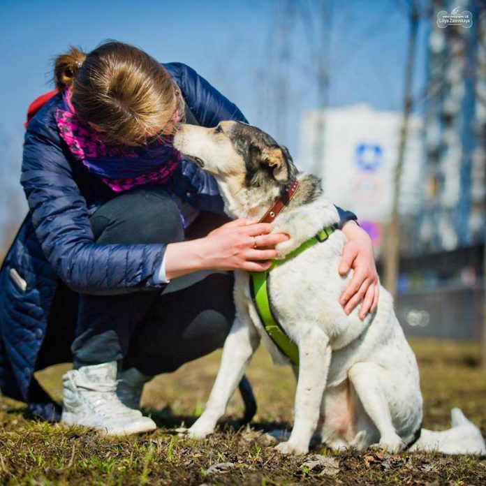 собаки_