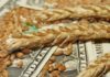 Мировые цены на зерно в августе достигли максимума с мая 2024 года